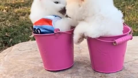 Mini Pomeranian - Funny and Cute Pomeranian Videos #1