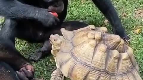 A chimpanzee sharing an apple with a turtle.😍🍏🐢