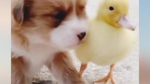 Dog and duckling having fun with each other.cute dog dog video cute pets
