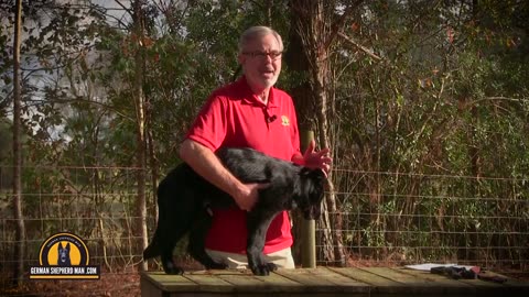 Teaching a German Shepherd Puppy to ALERT!!! with Major and GSM