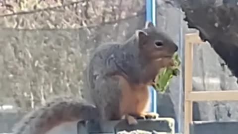 squirrel finds Easter egg AND eats the chocolate inside it