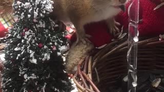 Wild chipmunk engages in funny conversation with human