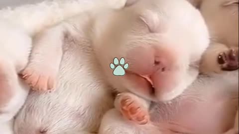 Cutest Try not to Laugh Kittens - Pups - 36
