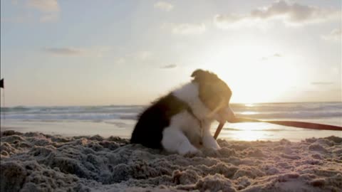 dog Wonderful plays side of the sea 🐕♡💕