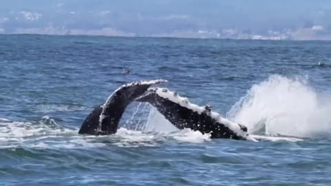 Whale Yoga