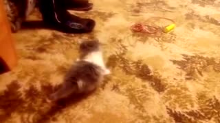Kitten funny and fun playing with a skipping rope