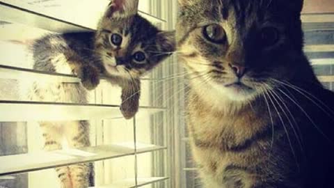 Cute and Funny cats!!!!!!!!!!!