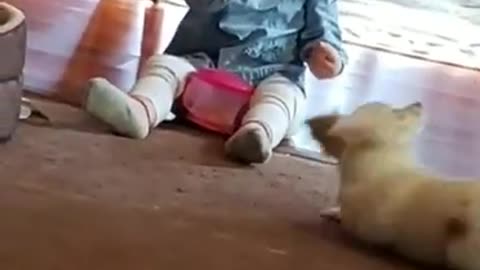 funny video Funny video baby girl and the dog Cute Baby