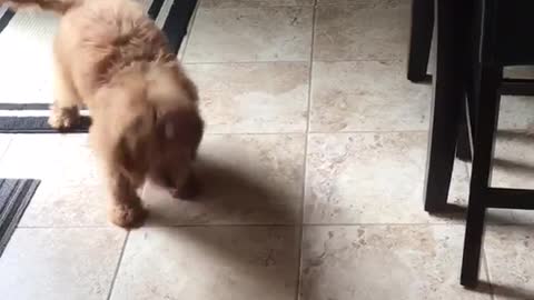 Tan puppy plays with ice cube in kitchen