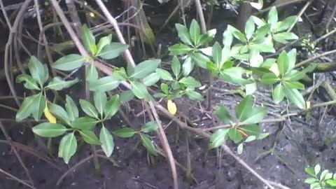 Filming the mangrove at the science museum, I didn't see any crabs there [Nature & Animals]