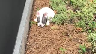 Frenchie puppy tries to jump through screen