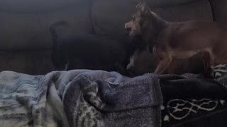 Karma and Milo wrastlin