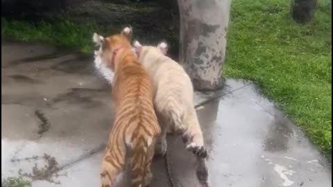 Are these two pet tigers out for a play?