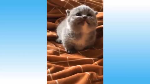 Cute and funny cat videos with owners part 5