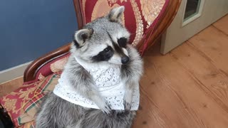 Raccoon wears a white dress while adorably begging for treats