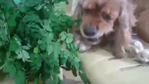 The Moringa_dog love eating moringa