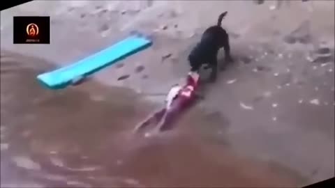 Dogs are amazing! Watch how this dog saves a little boy.mp4