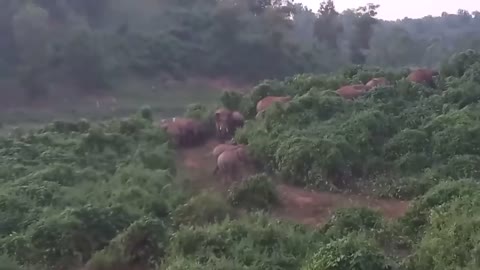 Top elephant attack videos like & share