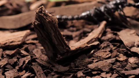 Black scorpion walking close up