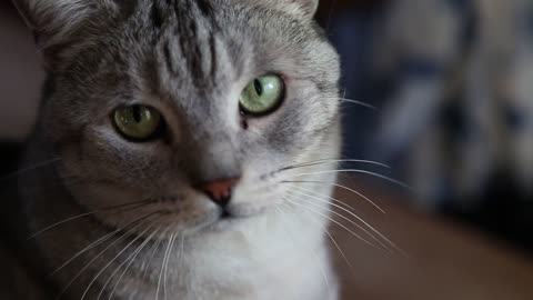 Mama Cat Takes Back Crying Kitten From Toddler