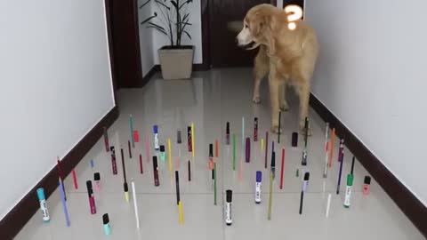 Cute Obstacle Challenge CAT vs DOG