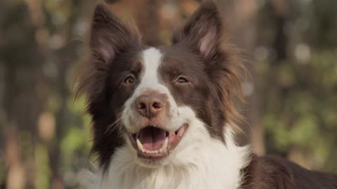 smiling-dog