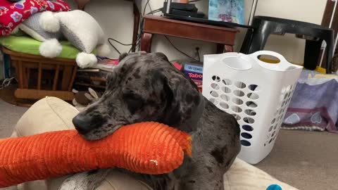 Great Dane Pup Whines When He Chews His Squeaky Toy
