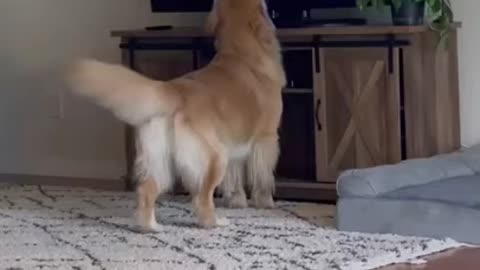 Most important dog funny video