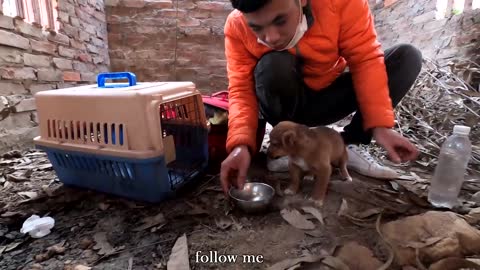 Rescue little dog lost its mother abandoned in the abandoned house, Give the little dog a new home!