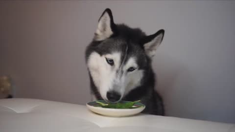 What husky love to eat.