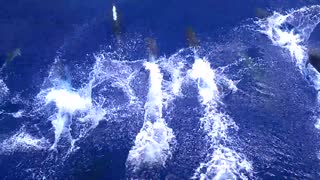 Playful Pod of Dolphins