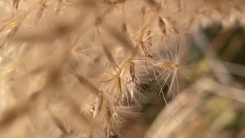 The sound of silver grass (asmr)