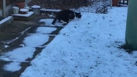 Cat Doesn't Know What To Make Of His First Experience With Snow
