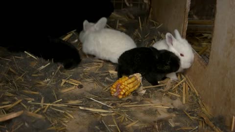 Feeding young rabbits at the farm. Small cute rabbits in farm cage or hutch