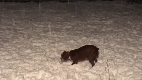Catching Snowflakes at night