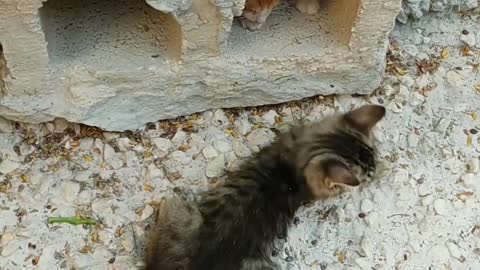 Two kitten playing near Hollow Block and best friend