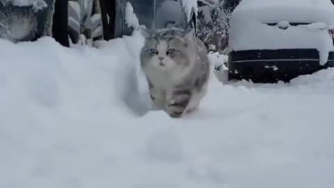 Majestic Cat In Snow#ehsantv#500subs