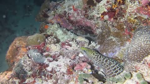 Octopus vs Moray Eel in Veliganu North- Part Two