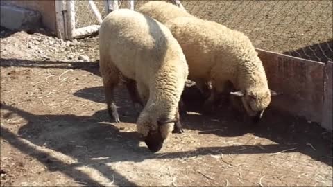 ovejas en el parque