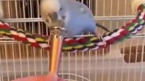 Hilarious Singing Parrot: A Short, Feathered Comedy Show