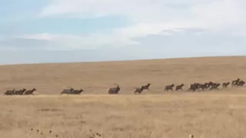 Lots of elk
