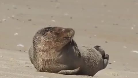 I thought it was a person... A seal smiling and enjoying sunbathing.