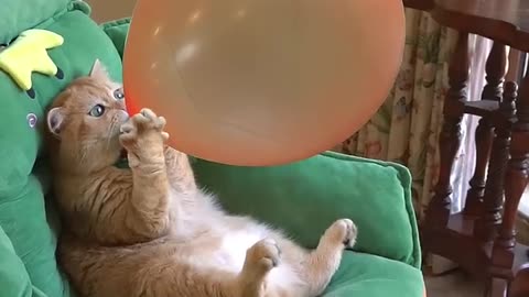 The scared funny cat explodes before his blown balloon