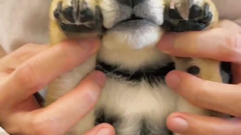 Cute Dog World New Shorts video Ep 25