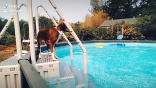 Bear jumping in the pool!
