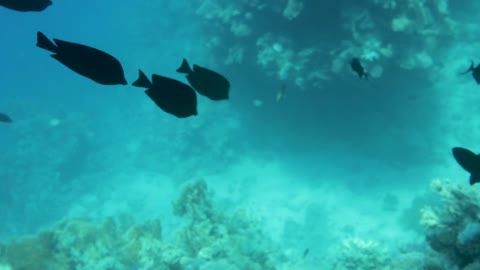 Beautiful underwater colorful fishes and corals in the tropical reef of the Red Sea Egypt