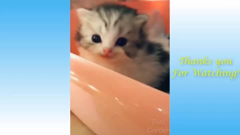 Cute Pets And Funny Animals Compilation