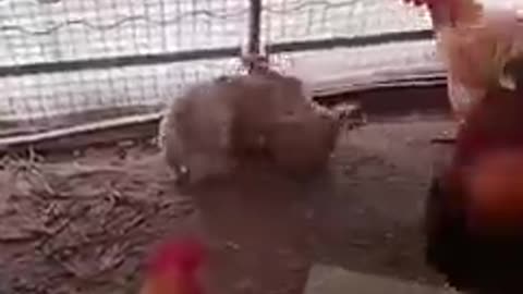 Meanwhile in farm: bloody chickens organizing illegal puppy's fights Tch Tch 🥲