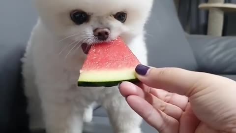 I ate the whole watermelon