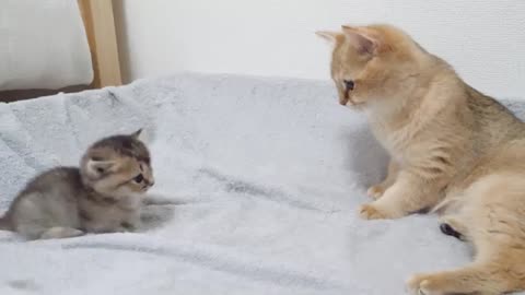 I'm worried that mother cat's hug is too intense